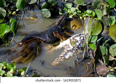 Green Anaconda, Eunectes Murinus Eating Wood Stock,  Mycteria Americana, Los Lianos In Venezuela 