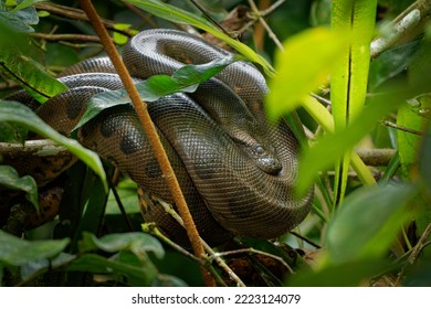 Green Anaconda - Eunectes murinus also giant, common anaconda, common water boa or sucuri, the heaviest known snake, found in South America, non-venomous constrictor. Snake resting in the bush.