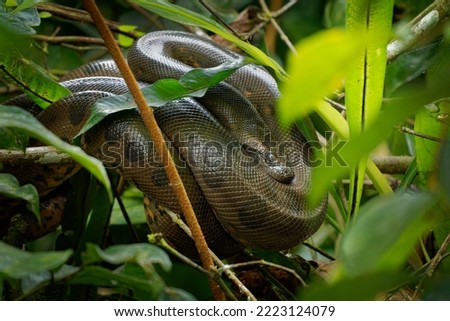 Green Anaconda - Eunectes murinus also giant, common anaconda, common water boa or sucuri, the heaviest known snake, found in South America, non-venomous constrictor. Snake resting in the bush.