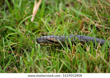 Green Anaconda, eunectes murinus, Head emerging from Grass, Los Lianos in Venezuela  