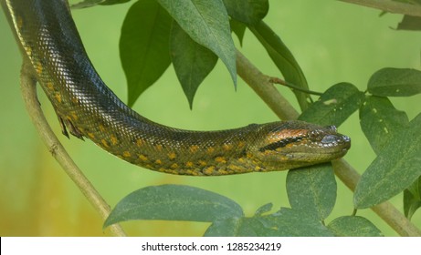 Green anaconda (Eunectes murinus), also known as common anaconda and water boa. Boidae family. Amazon rainforest, Brazil