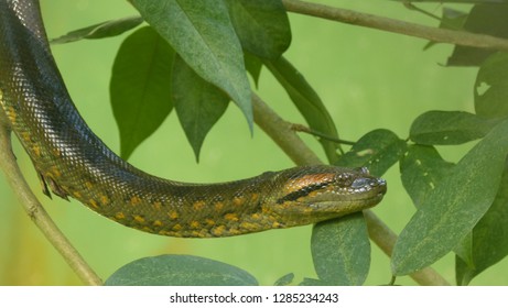 Anaconda Rainforest Stock Photos Images Photography Shutterstock