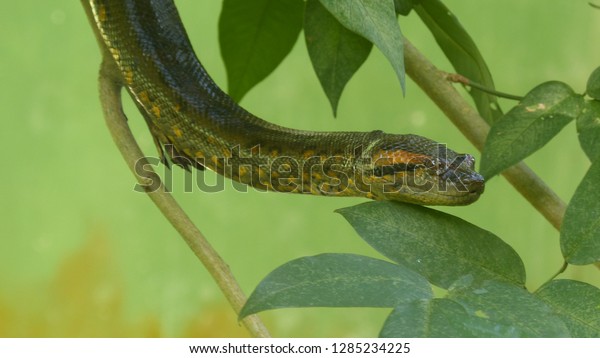 Green Anaconda Eunectes Murinus Known Common Stock Photo Edit Now