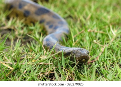 Green Anaconda (Eunectes Murinus). Las Pampas De Yacuma National Park, Amazon, Bolivia