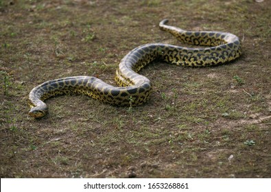 Green anaconda, eunectes murinus, Pantanal in Brazil  