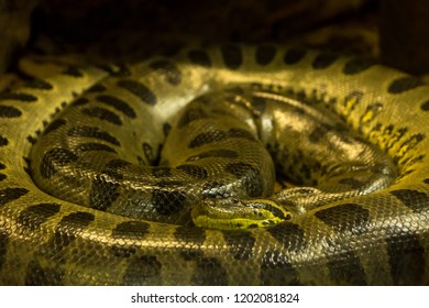 443 Anaconda mouth Images, Stock Photos & Vectors | Shutterstock