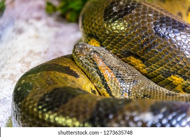 Green Anaconda Eunectes Murinus Sucuri Snake Stock Photo 1273635748 ...