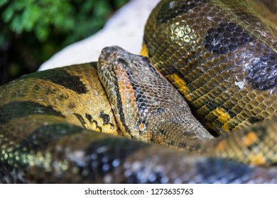 Green Anaconda Eunectes Murinus Sucuri Snake Stock Photo 1273635763 ...