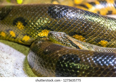 Green Anaconda Eunectes Murinus Sucuri Snake Stock Photo 1273635775 ...