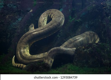 Green anaconda (Eunectes murinus). Wild life animal.