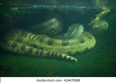 Green anaconda (Eunectes murinus). Wildlife animal. 