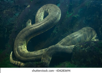 Green anaconda (Eunectes murinus). Wildlife animal. 