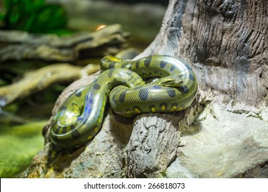 Giant Anaconda Amazon Hd Stock Images Shutterstock