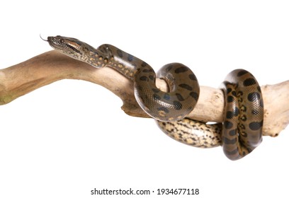 Green anaconda on a branch in a studio isolated on a white background