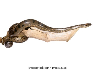 Green anaconda on a branch in a studio isolated on a white background