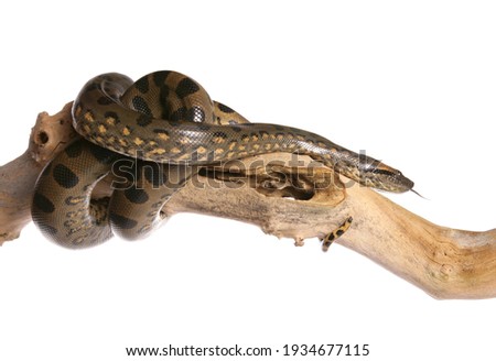 Green anaconda on a branch in a studio isolated on a white background