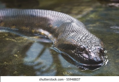 green anaconda on the water
