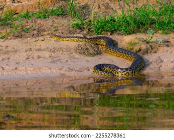 Green Anaconda, Pantanal in Brazil 