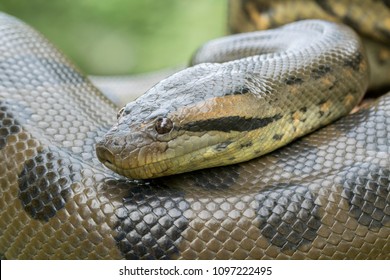 Green Anaconda Snake