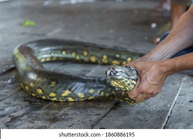 A green anaconda snake (also known as giant or common anaconda, common water boa or sucuri) with it's mouth open showing missing teeth while being held around the neck near the Amazon River in Brazil