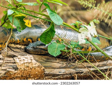 Green Anaconda Snake (Eunectes murinus) leaning in the trees in the Cuyabeno Amazon national park - Ecuador