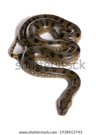 Green anaconda snake isolated on a white background