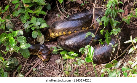 Green Anaconda In The Sun (eunectes Murinus)