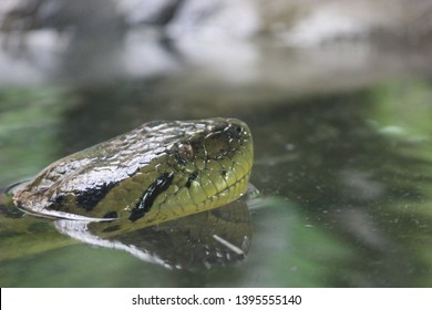 Green anaconda swimming above the water
