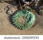 Green anemone with barnacles and mussels in a tide pool in Yachats, OR