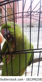 Green Angry Parrot In A Cage