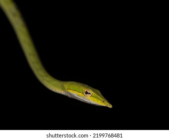 Green Animal On A Branch; Green Vine Snake; Snake Flicking Tongue; Green Vine Snake From Sri Lanka; Serpent Hanging On A Tree Branch; Slim Green Snake With A Long Nose; An Animal With A Pointy Nose