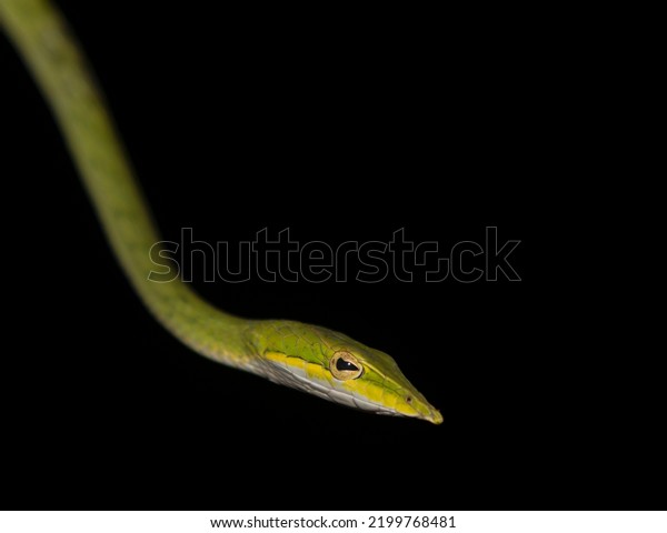 Green animal on a branch; green vine snake; snake\
flicking tongue; green vine snake from Sri Lanka; serpent hanging\
on a tree branch; slim green snake with a long nose; an animal with\
a pointy nose