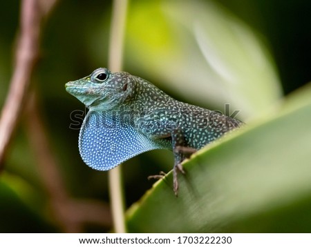 Green Anole, Anole annals, anolis conspersus, also know as the blue throated anole. Is a small reptile found in Grand Cayman