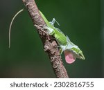 A green anole, Anolis carolinensis, displaying its pink dewlap as it works to remove its shedding skin.
