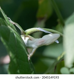 A Green Anole Attempting To Remove Its Shedding Skin In Order To Eat It For Its Nutrient Value.