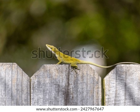 Green anole, Carolina anole, perching on a fence.