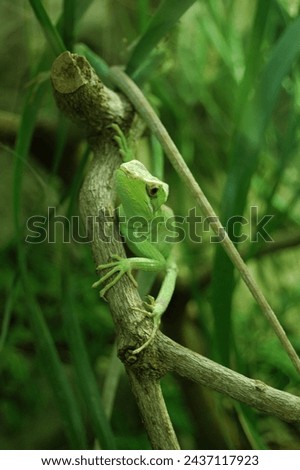 The green anole caught in the nature