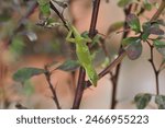 Green anole hanging out in Alabama