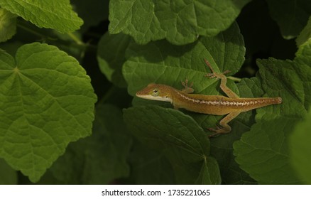 Green Anole Lizard (Anolis Carolinensis) With Broken Tail And Scars On Back