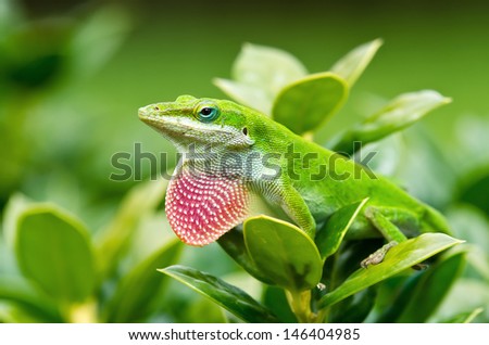 Green Anole lizard (Anolis carolinensis) showing off his bright pink dewlap