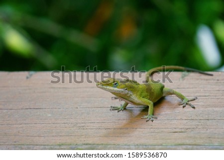 Green anole lizard - Anolis carolinensis