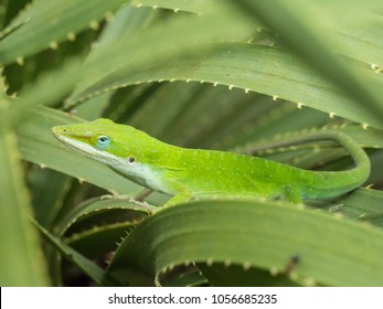 Green Anole Lizard On Texas Sotol Stock Photo 1056685235 | Shutterstock