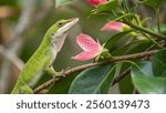 A green anole lizard puffing out its pink dewlap, its slender body and alert posture captured