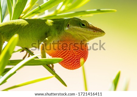 Green Anole lizard with throat puffed up