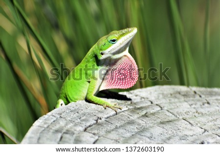 Green Anole with Red Pouch Puffed Out