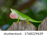 Green Anole showing off his dewlap