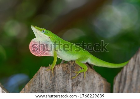 Green Anole showing off his dewlap