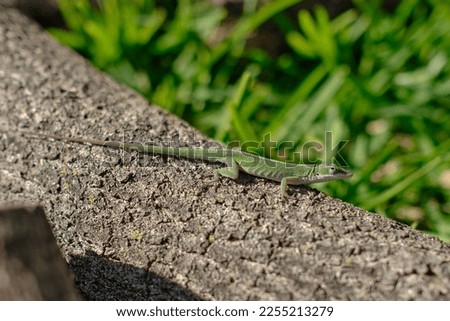 green anole sitting on an oak tree branch in the bright sun mid day