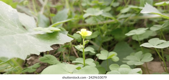 green antural background Yellow tiny flower closeup view