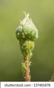 Green Aphid Insects Sucking Sap On Rose Bud